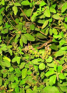 Tulsi Mata