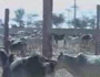 Gau Katha (Jodhpur) Part-11