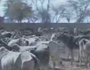 Gau Katha (Jodhpur) Part-9